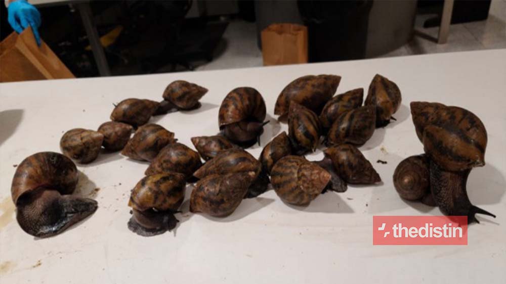US Customs Seize Snails, Prekese, Turkey Berry At John F. Kennedy International Airport (Photos)