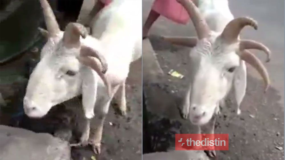 Video Of A Ram With 5 Horns Sold In The Market Ahead Of Sallah Celebration Causes A Stir, Netizens React